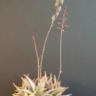 Rare Aloe Cultivar Silver Ridge Hybrid Exotic Agave Succulent Seed 10 Seeds