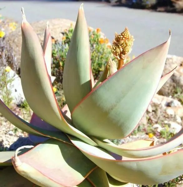 Rare Aloe Doran Black Dorian Hybrid Exotic Color Agave Succulent Seed 10 Seeds