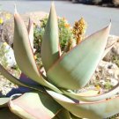 Rare Aloe Doran Black Dorian Hybrid Exotic Color Agave Succulent Seed 10 Seeds
