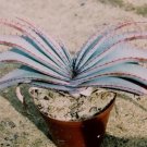 Rare Aloe Striata Coral Exotic Succulent Cacti Desert Plant Seed 10 Seeds
