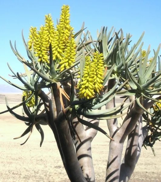 Rare Aloe Suprafoliata Exotic Cacti Xeriscaping Succulent Cactus Seed 10 Seeds