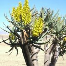 Rare Aloe Suprafoliata Exotic Cacti Xeriscaping Succulent Cactus Seed 10 Seeds