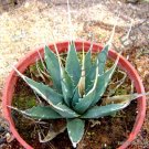 Rare Aloe Dichotoma Exotic Quiver Tree Big Succulent Desert Plant Seed 10 Seeds