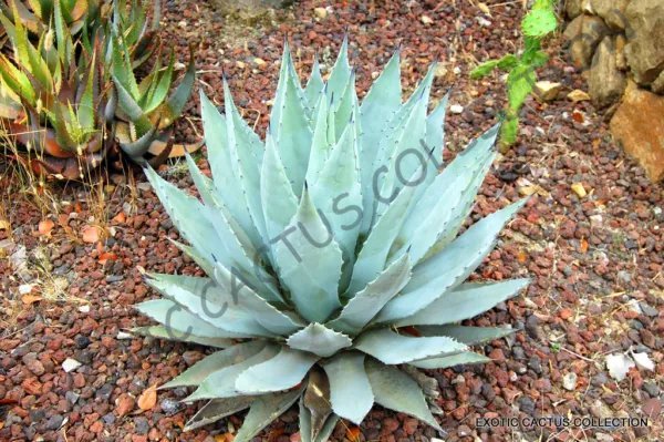 Rare Agave Horrida Exotic Succulent Aloe Plant Desert Sun Cactus Seed 15 Seeds
