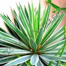 Rare Agave Utahensis Eborispina Exotic Succulent Cactus Seed Plant Aloe 15 Seeds