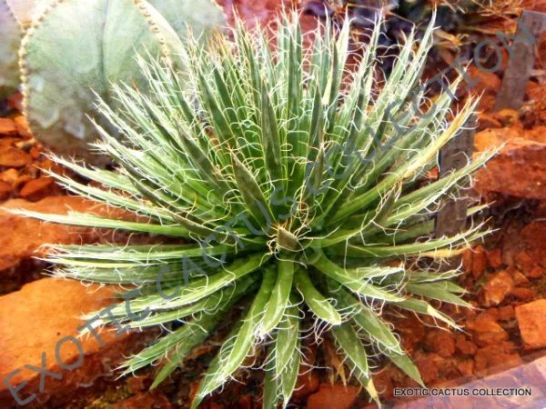 Rare Agave Parryi Var. Cousei Hardy Exotic Succulent Aloe Plant Seed 15 Seeds