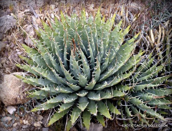 Rare Agave Angustifolia Variegated Exotic Succulent Cactus Seed Plant 15 Seeds