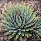Rare Agave Angustifolia Variegated Exotic Succulent Cactus Seed Plant 15 Seeds
