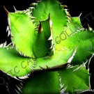 Rare Agave Toumeyana Bella Sunflower Aloe Exotic Succulent Cactus Seed 15 Seeds