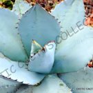 Rare Agave Utahensis Nevadensis Exotic Rose Succulent Aloe Hardy Seed 15 Seeds