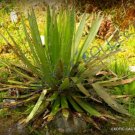 Rare Agave Titanota Green Hardy Exotic Succulent Aloe Rose Plant Seed 15 Seeds