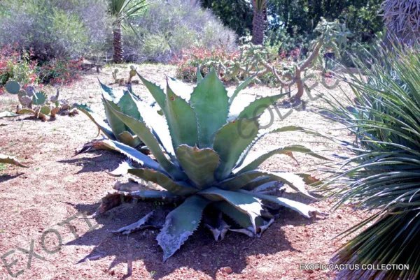 Rare Agave Filifera Schidigera Thread-Leaf Succulent Aloe Plant Seed 15 Seeds