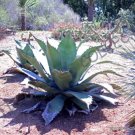 Rare Agave Filifera Schidigera Thread-Leaf Succulent Aloe Plant Seed 15 Seeds