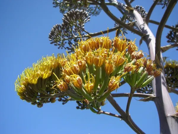 Rare Agave Ferox Century Plant Hardy Exotic Succulent Big Aloe Seed 15 Seeds
