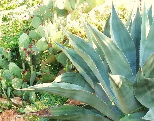 Rare Agave Parryi Succulent Mescal Century Plant Exotic Seed 15 Seeds