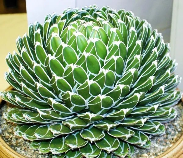 Rare Agave Filifera Succulent Thread Leaf Plant Seed Exotic Aloe 15 Seeds