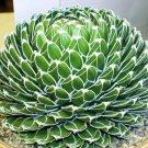 Rare Agave Filifera Succulent Thread Leaf Plant Seed Exotic Aloe 15 Seeds