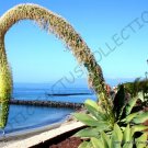 Rare Agave Salmiana Green Giant Succulent Pulque Plant Aloe Seed 15 Seeds