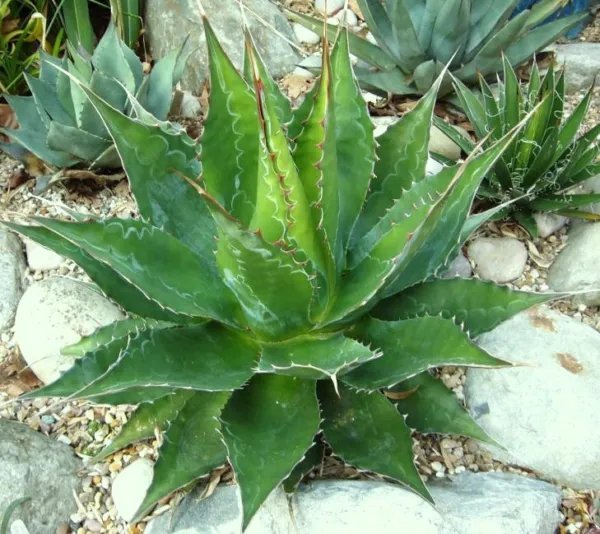 Rare Agave Victoriae-Reginae Exotic Rose Succulent Aloe Hardy Seed 15 Seeds