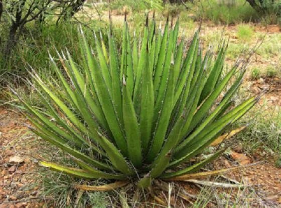 Rare Mountain Agave Montana Succulent Plant Exotic Hardy Seed 15 Seeds