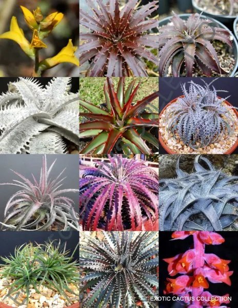 Rare Foxtail Agave Attenuata Spineless Agaves Succulent Aloe Plant Seed 15 Seeds