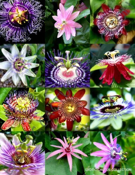 Rare Passiflora Mix Passion Fruit Exotic Edible Tropical Vine 15 Seeds