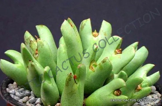 Exotic Passiflora Mix Passion Fruit Edible Tropical Vine Seed 15 Seeds