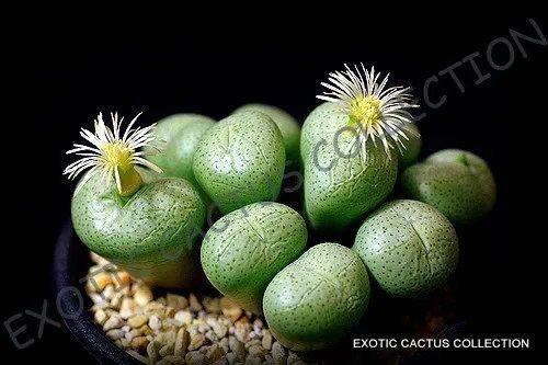Passiflora Mix Passion Fruit Exotic Edible Tropical Vine Seed 15 Seeds