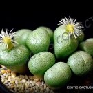 Passiflora Mix Passion Fruit Exotic Edible Tropical Vine Seed 15 Seeds
