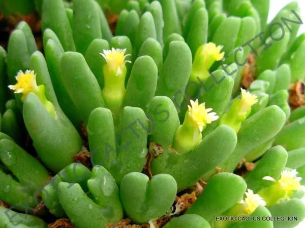 Rare Conophytum Supremum Mesemb Exotic Semi Rock Living Stones Seeds 15 Seeds