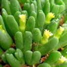 Rare Conophytum Supremum Mesemb Exotic Semi Rock Living Stones Seeds 15 Seeds