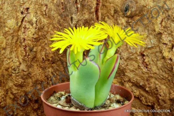 Conophytum Subglobosum Rare Mesemb Exotic Semi Rock Living Stones Seeds 15 Seeds