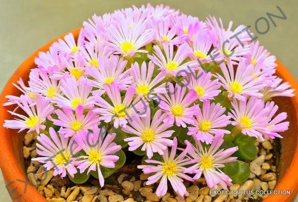 Rare Conophytum Rostratum Mesemb Exotic Semi Rock Living Stones Seeds 15 Seeds