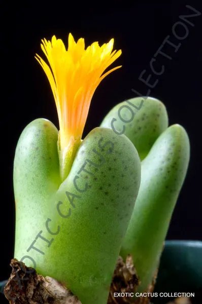 Rare Conophhytum Meyerae Mesemb Exotic Stone Rock Living Stones Seeds 15 Seeds