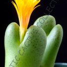 Rare Conophhytum Meyerae Mesemb Exotic Stone Rock Living Stones Seeds 15 Seeds