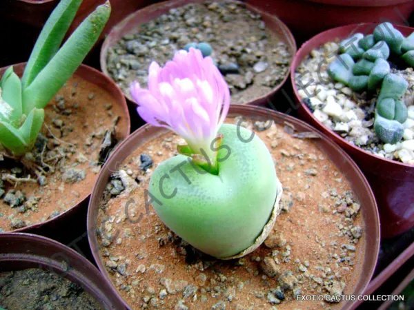 Rare Conophytum Limpidum Mesemb Exotic Semi Rock Living Stones Seeds 15 Seeds