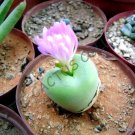Rare Conophytum Limpidum Mesemb Exotic Semi Rock Living Stones Seeds 15 Seeds