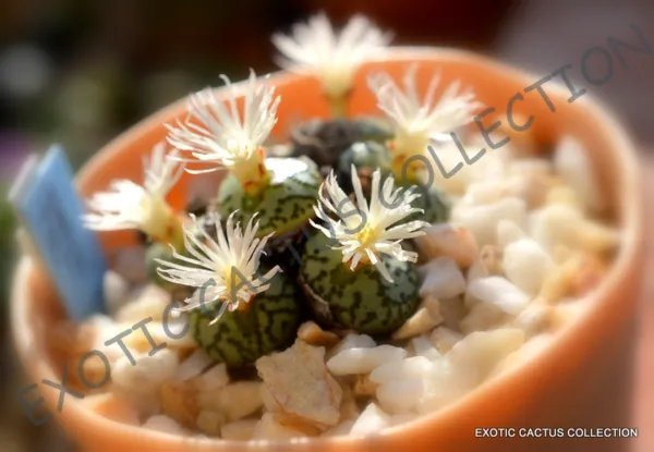 Rare Conophytum Bilobum Mesemb Exotic Semi Rock Living Stones Seeds 15 Seeds