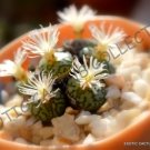 Rare Conophytum Bilobum Mesemb Exotic Semi Rock Living Stones Seeds 15 Seeds