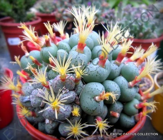 Rare Conophytum Subfenestratum Mesemb Exotic Semi Living Stones Seeds 15 Seeds
