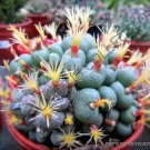 Rare Conophytum Subfenestratum Mesemb Exotic Semi Living Stones Seeds 15 Seeds