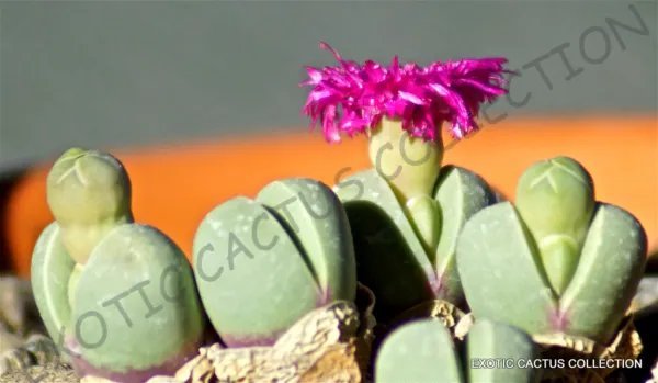 Rare Conophytum Ursprungianum Mesemb Exotic Succulent Living Stones 15 Seeds