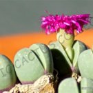 Rare Conophytum Ursprungianum Mesemb Exotic Succulent Living Stones 15 Seeds