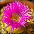 Rare Conophytum Uvaeforme Exotic Cactus Living Stones Mesemb Cacti Seed 15 Seeds