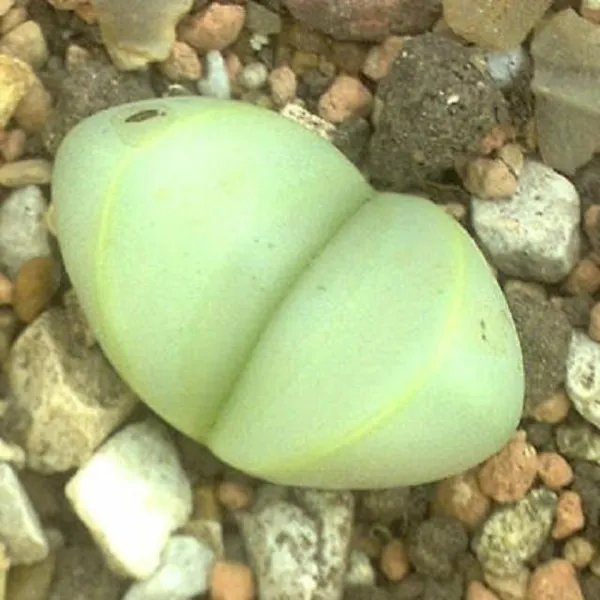 Rare Argyroderma Framesii Mesembs Exotic Succulent Cactus Seed Stones 20 Seeds