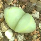 Rare Argyroderma Framesii Mesembs Exotic Succulent Cactus Seed Stones 20 Seeds