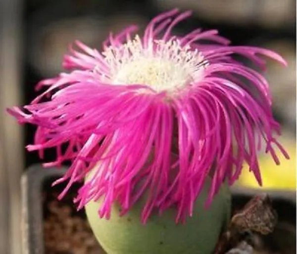 Rare Argyroderma Pearsonii Mesembs Exotic Succulent Cactus Seed Stones 20 Seeds