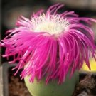 Rare Argyroderma Pearsonii Mesembs Exotic Succulent Cactus Seed Stones 20 Seeds