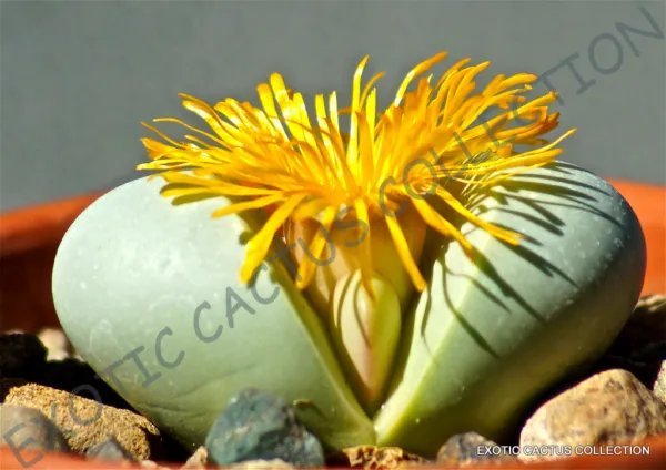 Rare Argyroderma Testiculare Mesemb Mesembs Rock Living Stones Seed 20 Seeds