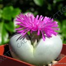Rare Argyroderma Fissum Living Stone Succulent Mesemb Cactus Seed 20 Seeds